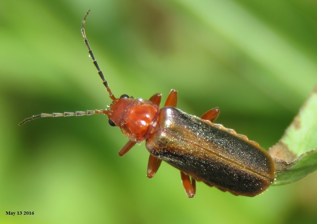 Cantharis soeulensis