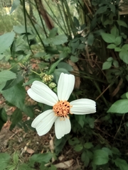 Bidens alba