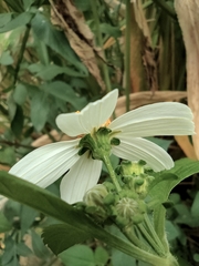 Bidens alba