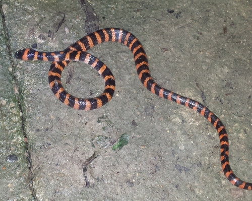 Photo of a Duméril's False Coral Snake (Oxyrhopus clathratus)