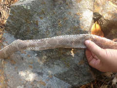 Crotalus oreganus