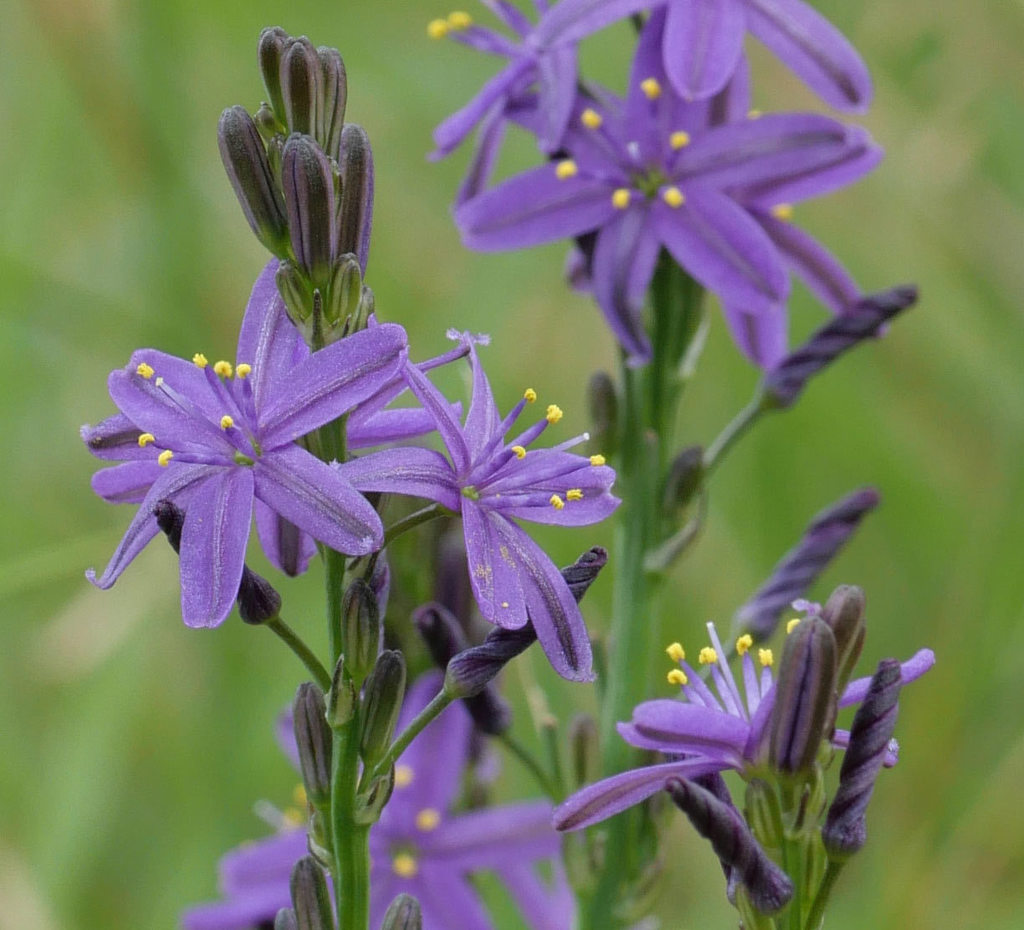 Grasslilies