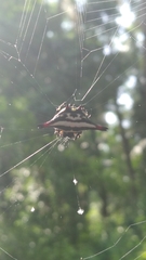 Gasteracantha geminata