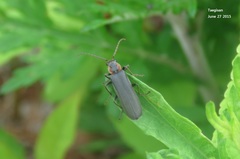 Podabrus dilaticollis