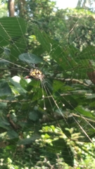Gasteracantha geminata