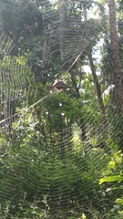 Gasteracantha geminata