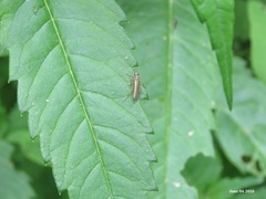 Oedemera amurensis