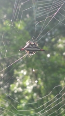 Gasteracantha geminata