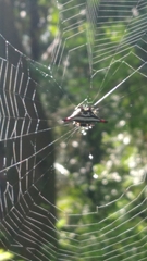 Gasteracantha geminata