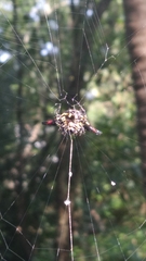 Gasteracantha geminata