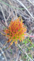 Leucospermum gracile
