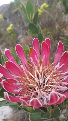 Protea compacta