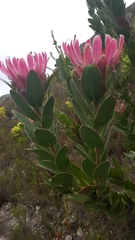 Protea compacta