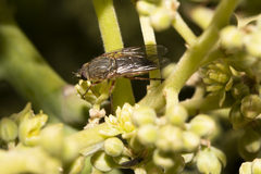 Anabarhynchus spinosus