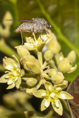 Anabarhynchus spinosus