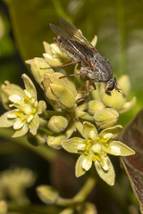 Anabarhynchus spinosus