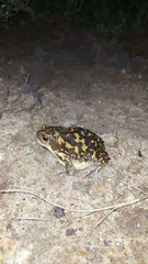 Uperodon systoma