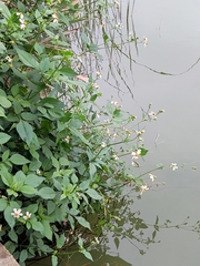 Bidens alba