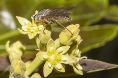 Anabarhynchus spinosus