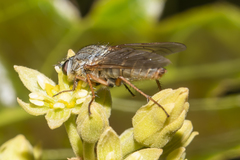 Anabarhynchus spinosus