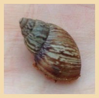 Bothriembryon brazieri