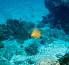 Cantherhines macrocerus