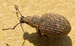 Otiorhynchus lavandus