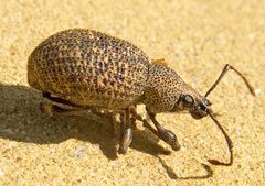 Otiorhynchus lavandus