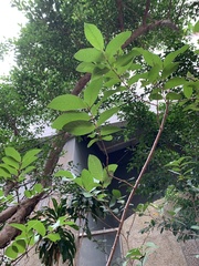 Psidium guajava minor