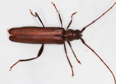 Xystrocera virescens