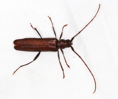 Xystrocera virescens