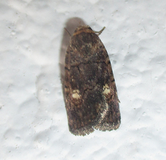 Athetis leuconephra