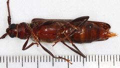 Xystrocera virescens