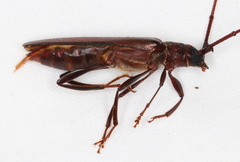 Xystrocera virescens