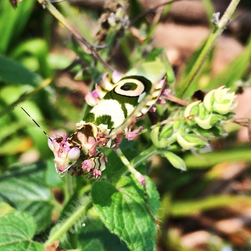 Common Spiny Flower Mantis
