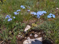 Eritrichium pectinatum