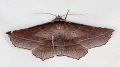 Oenochroma vetustaria