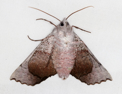 Oenochroma vetustaria