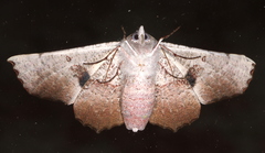 Oenochroma vetustaria