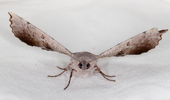 Oenochroma vetustaria