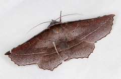 Oenochroma vetustaria