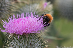 Bombus muscorum