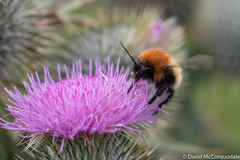 Bombus muscorum