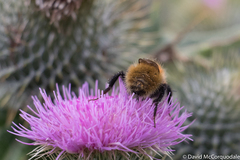 Bombus muscorum