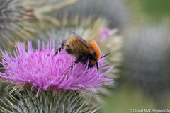 Bombus muscorum