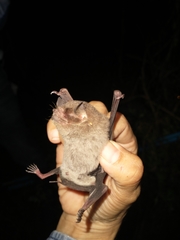 Pteronotus mesoamericanus