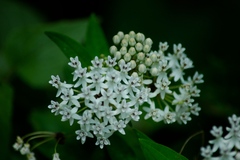 Asclepias texana