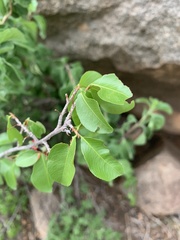 Ochna inermis