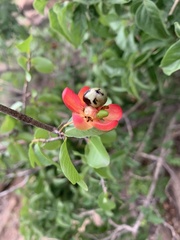 Ochna inermis