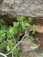 Ochna inermis